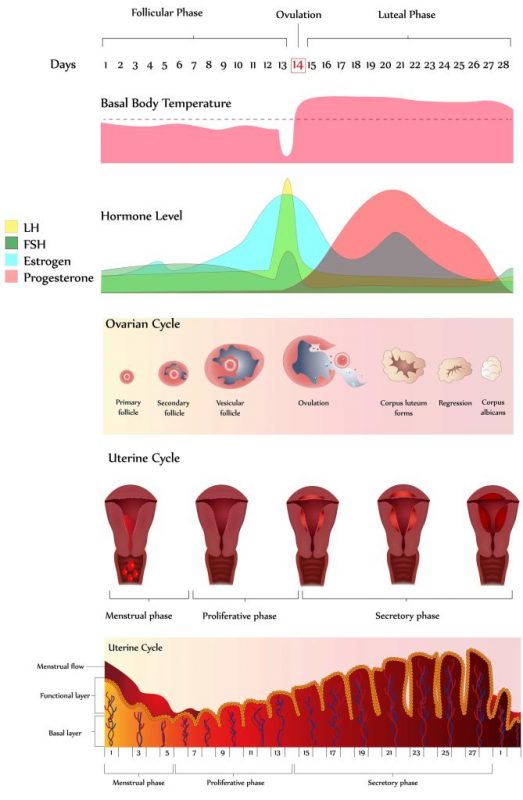 Tips for Tracking Your Bleeding