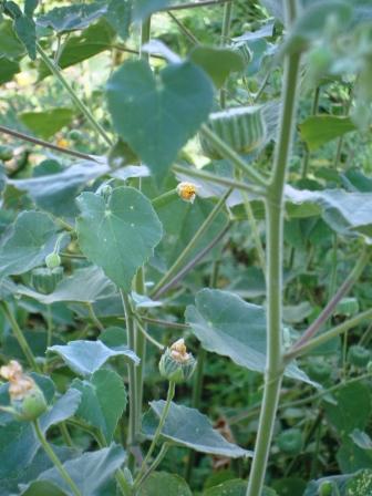 Abutilon indicum plant