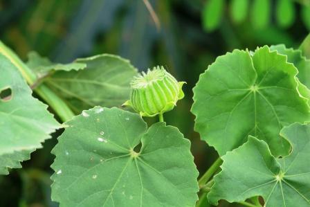 Abutilon indicum