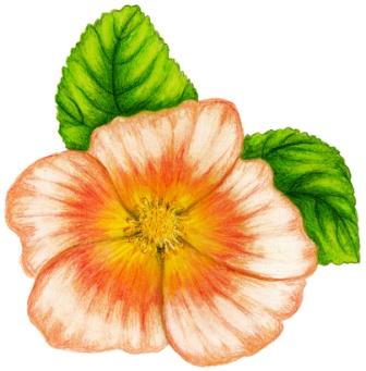 Sida cordifolia