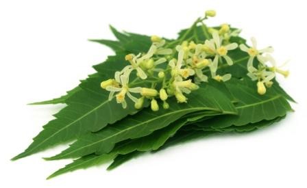 neem flowers and leaf