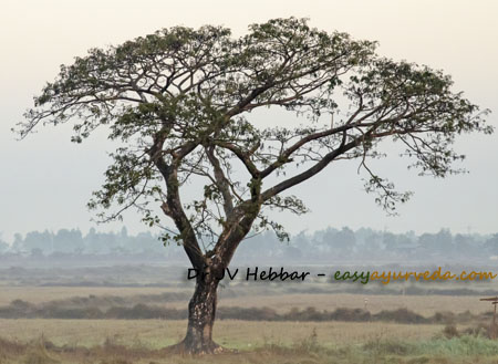 Khadira Acacia catechu Uses, Qualities, Remedies, Ayurveda Details