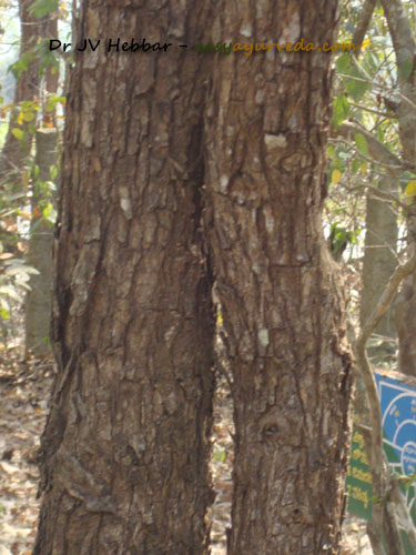 Khadira - Acacia catechu bark