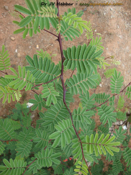 Khadira - Acacia catechu leaves