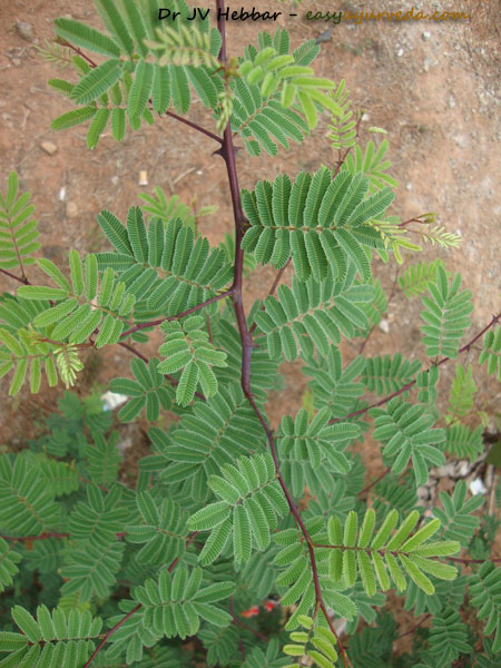 Khadira - Acacia catechu leaves