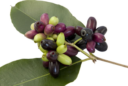 Jambolan plum isolate