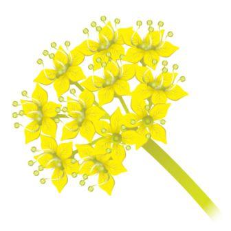 Ferula narthex inflorescence