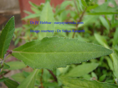 Bhringaraj - Eclipta alba - leaf