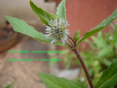 Bhringaraja Eclipta alba - flower
