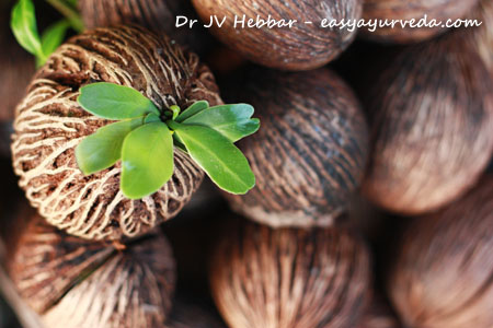 Alstonia scholaris seeds