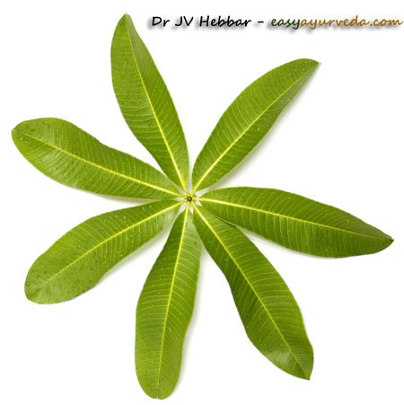 Alstonia scholrais leaves