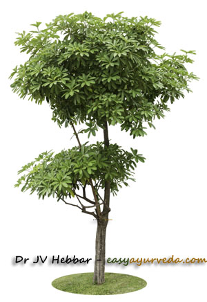 Dita tree