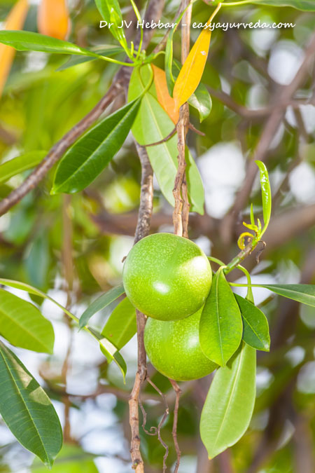 Saptaparna fruit