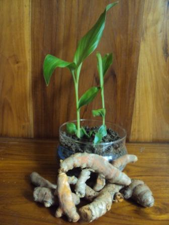 Turmeric plant