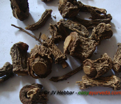 Hemidesmus indicus