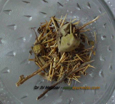Kantakari fruit