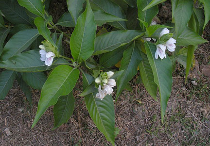 Adhatoda vasica