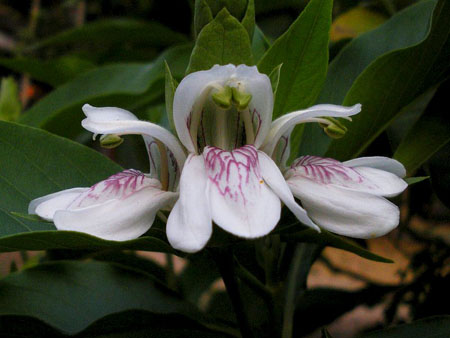 Adhatoda vasica-Flower