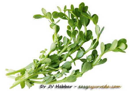 Brahmi plant
