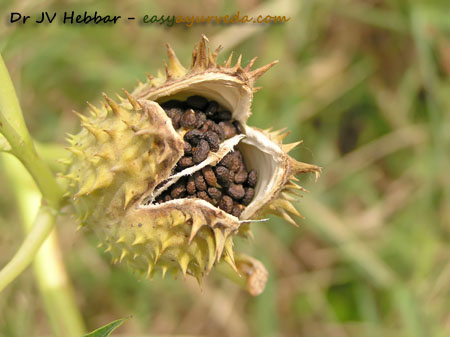 Datura seeds