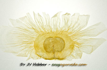 Oroxylum indicum seed