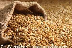 barley