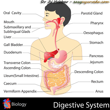 digestive system