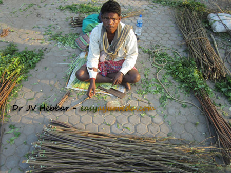 Indian selling neem twigs for teeth brushing