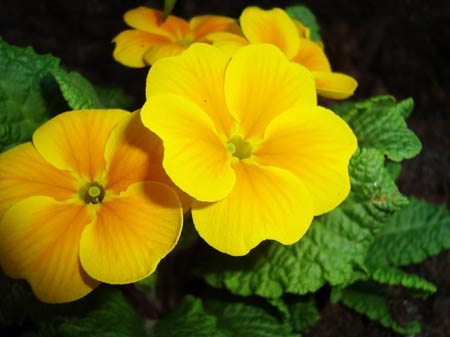 Primula hortensis