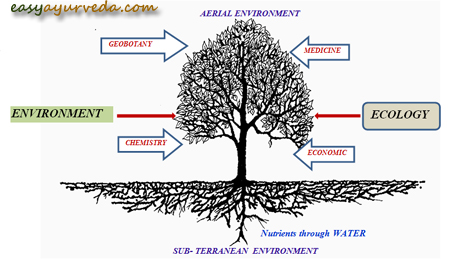 Uses of plants