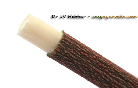 tip of twig made into brush