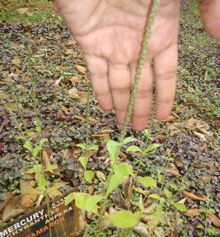 Achyranthes aspera
