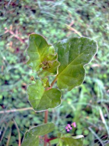 Boearhavia diffusa leaf