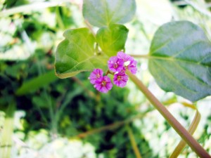 Boerhavia diffusa flower