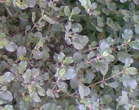 Boerhavia diffusa
