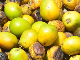 Gmelina arborea fruits