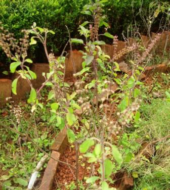 Holy Basil