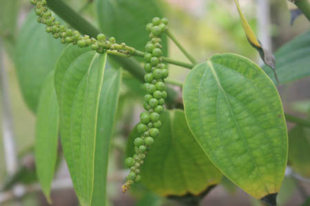 Fresh Pepper on the tree