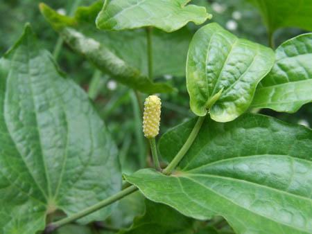 Pippali - unripe fruit with leaves