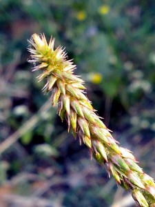 apamarga inflorescence