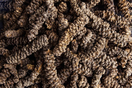 Long pepper