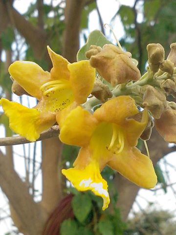 gambhari flower