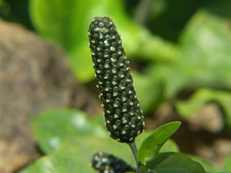 long pepper fresh fruit