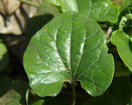long pepper leaf