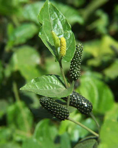 long pepper plant