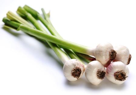 Allium Sativum Linn