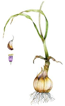 Allium Sativum