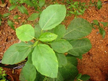 Baliospermum montanum leaves