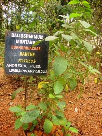 Baliospermum montanum plant