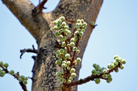Ficus glomerata